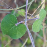 Pergularia daemia (Forssk.) Chiov.